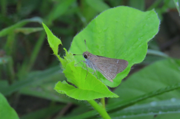 Eufala Skipper